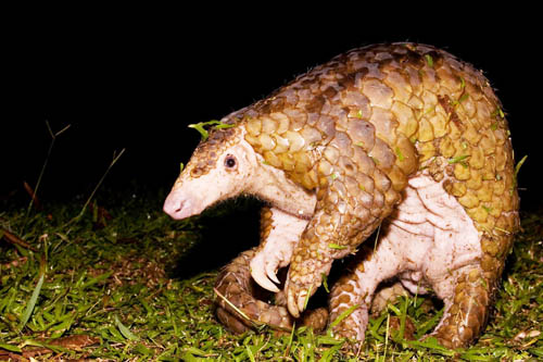 Authorities Foil Pangolin Smuggling Attempt Involving TNI Member N. Sumatra June 18, 2016)